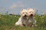 WESTIE 359